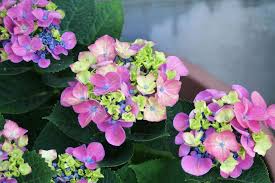 Da das aussehen der blüten beim trocknen erhalten bleibt, sind sie noch bis in den winter hinein attraktiv. Blutenwunder Im Fruhjahr Hortensien Konnen Bis Zum Herbst Bluhen