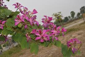 pin by a m b e r 水水on 花flower plants