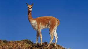 Vicuñas are relatives of the llama, and are now believed to be the wild ancestor of domesticated alpacas, which are raised for their coats. Vicuna Japari Library The Kemono Friends Wiki