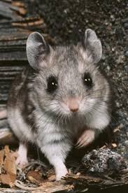 This rodent is also nocturnal. Northern Grasshopper Mouse Onychomys Leucogaster Carnivora