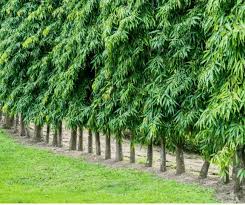 Image result for Monoon longifolium