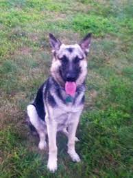 White german shepherd puppies for sale. German Shepherd Puppies Maine Pets Lovers