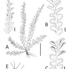 Image result for Zygophlebia villosissima