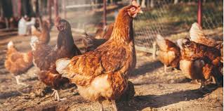 Ayam kedu ini juga ada yang bulunya putih. Ayam Kampung Jom Kita Mengenali Kebaikan Ia Untuk Kita