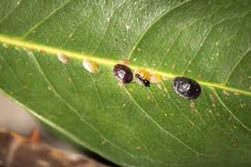 Image result for scale on plant