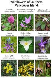 Maybe you would like to learn more about one of these? Capital Regional District Have You Been Noticing Wildflowers And Wondering What They Re Called Here Is A Quick Guide To Some Common Native Wildflower Species On Southern Vancouver Island Facebook