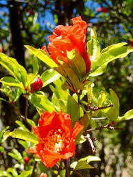Image result for Punicaceae