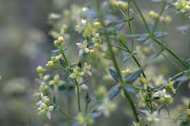 Image result for Galium stenophyllum