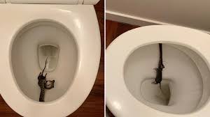 2 192 893 просмотра 2,1 млн просмотров. Woman Finds A Snake Eating A Rat In Her Toilet