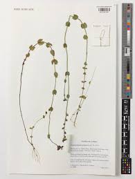 Image result for Crepidorhopalon