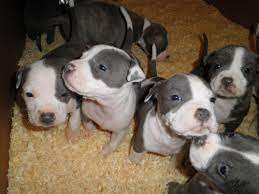 Just 4 Puppies Left American Staffordshire Terrier Puppies For Sale 200 Purebred Blue Nose Bull Terrier Puppy Terrier Puppies Blue Nose Pitbull Puppies