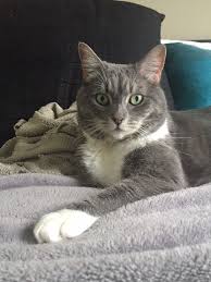 Grey And White Domestic Medium Hair Animal Lover Animals Medium Hair Styles