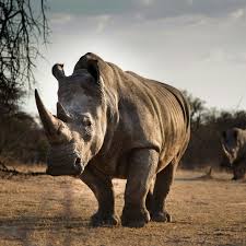 8 Best Places In The World To Spot Rhinoceros