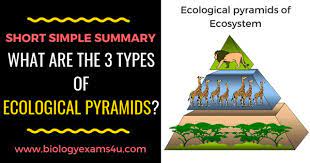 3 Types Of Ecological Pyramids With Examples A Short Simple Point Wise Summary Ecology Biology Revision Ecological Pyramid Ecology Pyramids