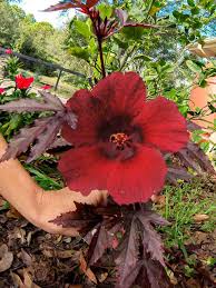 Image result for Hibiscus acetosella
