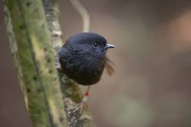 Black robin farm & orchard. Royal Society Te Aparangi On Twitter We Thought For Sure The Chatham Island Black Robin Had It In The Bag But Mea Rawa Ake I Hinga Nek Minute They Lost