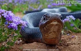 Image result for Indigofera subcorymbosa