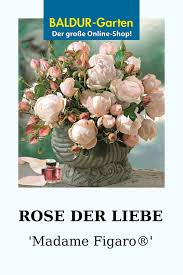 Rose Der Liebe Madame Figaro Top Qualitat Baldur Garten In 2020 Rosen Pflanzen Rosenstrauch Strauchrose