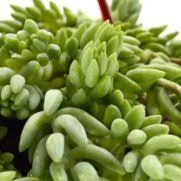 Kami jual aneka benih dan bibit tanaman gantung, ada tanaman gantung dalam pot, tanaman gantung berbunga, indoor, tahan panas, tanaman gantung dinding, dll. Jual Benih Bibit Tanaman Gantung Murah Lengkap Bibit Online