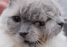 Alors certes, il va de soi que si un humain venait à coller son front contre le vôtre, ce serait un signe évident de provocation. Le Plus Vieux Chat A Deux Tetes Est Decede Actualite Chat Santevet