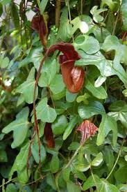 Image result for Aristolochia triactina