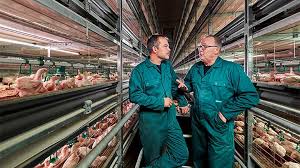 The science of poultry lighting for broiler growers | Signify Company  Website