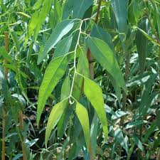 Image result for Eucalyptus camaldulensis