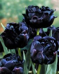 The Black Hero Tulip Features Peony Form Double Flowers Of A Lustrous Maroon So Dark It Shades To Black Flowers Are 4 To Planting Tulips Black Garden Plants