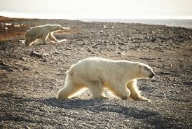 À l'occasion de la journée. Humains Interdits Voyage Photographique Sur L Ile Aux Ours Polaires Russia Beyond Fr