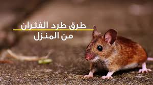 سبب وجود الفئران في البيت والسحر