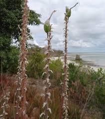 Image result for Aloe mossurilensis