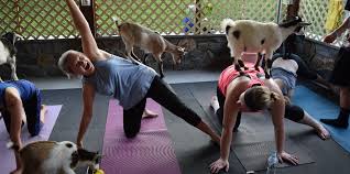 We are not just a yoga studio. Csc Goat Yoga Fundraiser Clinic For Special Children