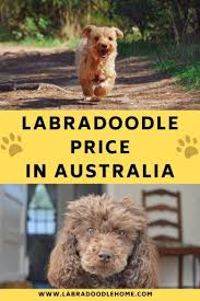 Ask questions and learn about labradoodles at before buying a puppy it is important to understand the associated costs of owning a dog. Labradoodle Price Guide With Real Breeder Prices In 2021