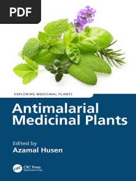 Image result for Lettowianthus stellatus