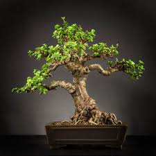 Juniper bonsai, azalea bonsai, palm trees, tropical plants, orchids, clean air plant, low light plants, succulents and cacti are best selling indoor plants for home gardens. Photo Gallery Jade Bonsai Bonsai Tree Bonsai Tree Types