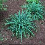 Image result for Carex johnstonii