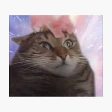 Cat Transcendence Photographic Print By Flashmanbiscuit Redbubble