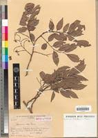 Image result for Pericopsis