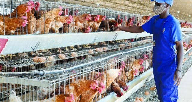 Produtores de frango pedem maior apoio financeiro para expandir oferta nacional