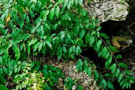 Image result for Rastrophyllum pinnatipartitum