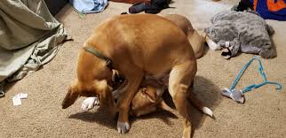 You will find everything you need to make sure your furry friend is well taken care of. My Dog Likes To Sit On My Other Dogs Head To Get His Bone Aww