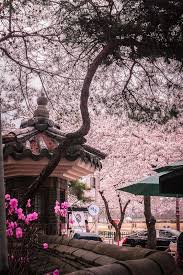 Maybe you would like to learn more about one of these? Pin By J R A On Poze De Fundal South Korea Travel Korea Travel South Korea Seoul
