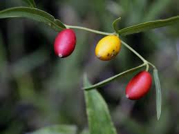 Image result for Cayaponia