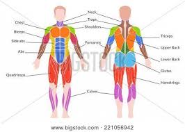 Types of muscle tissue of human body diagram. Human Muscular System Vector Photo Free Trial Bigstock