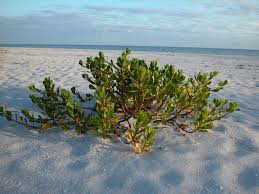 inkberry at bowmans beach sanibel island beach plants are