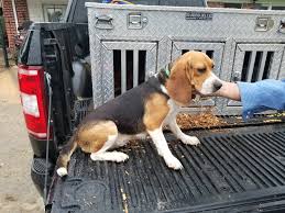 After you have selected the post button, please click on the category drop down box and select the appropriate folder for your ad. Beagle Dogs For Sale Rabbit Dogs