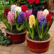 Dijual dengan harga selangit, keempat ayam ini memiliki pesona dan keunikan tersendiri. Top 10 Largest Tanaman Bonsai Ideas And Get Free Shipping C2079klf