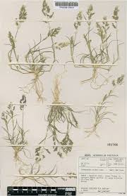 Image result for Enneapogon pretoriensis