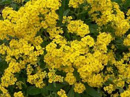 Pin On Flowers Plants
