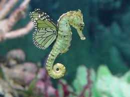 A Male Sea Horse Giving Birth Seahorse Love They Hold Tails With Their Mate Seahorse Ocean Creatures Animals